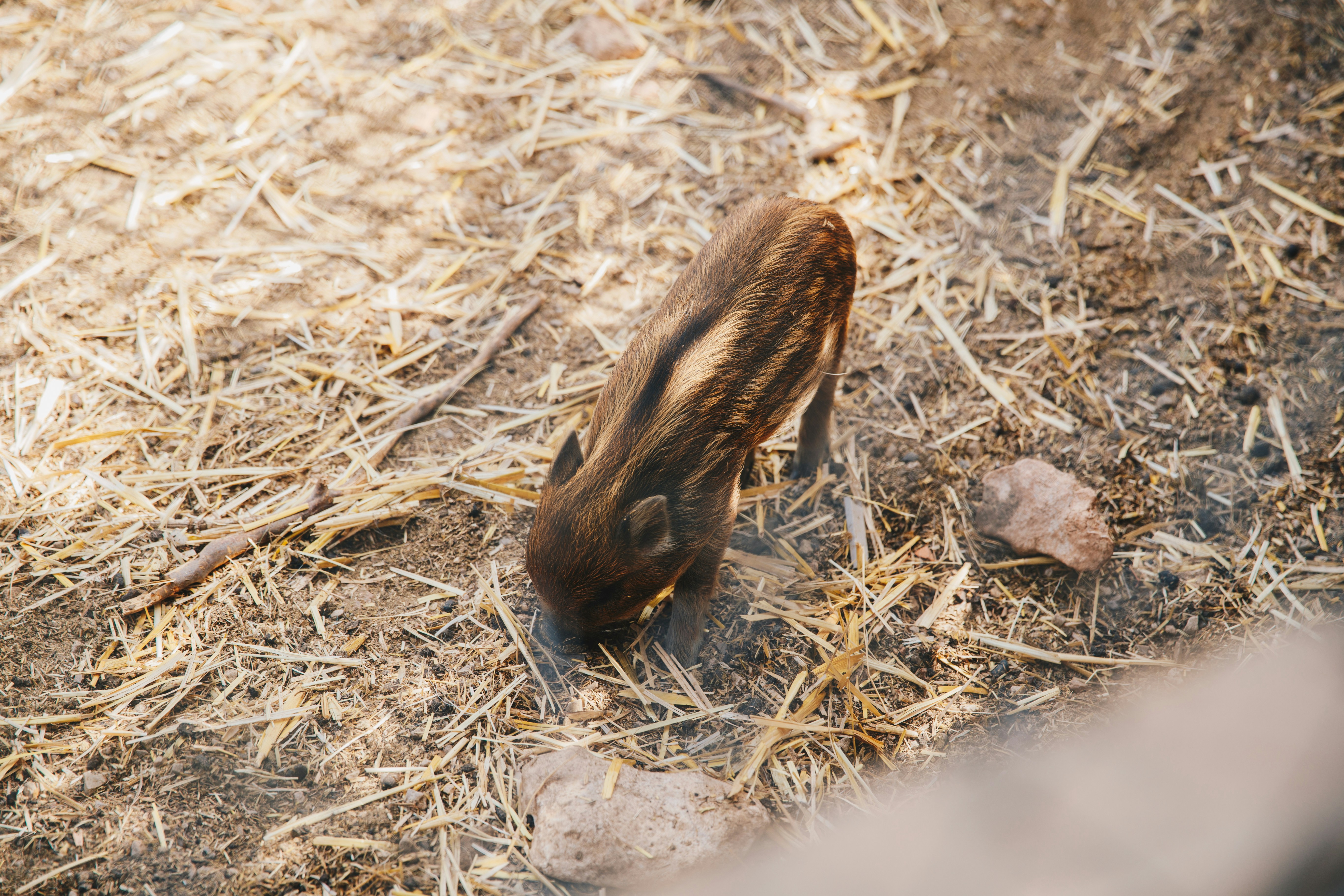brown and black squirrel on brown grass during daytime