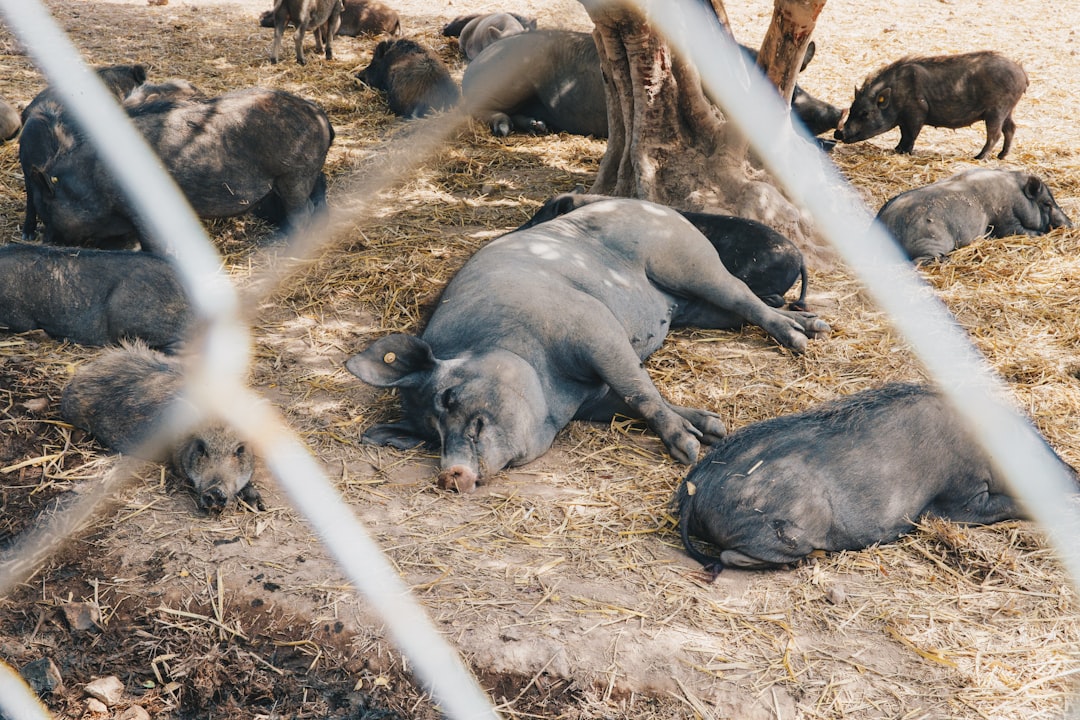 black pig lying on brown soil during daytime