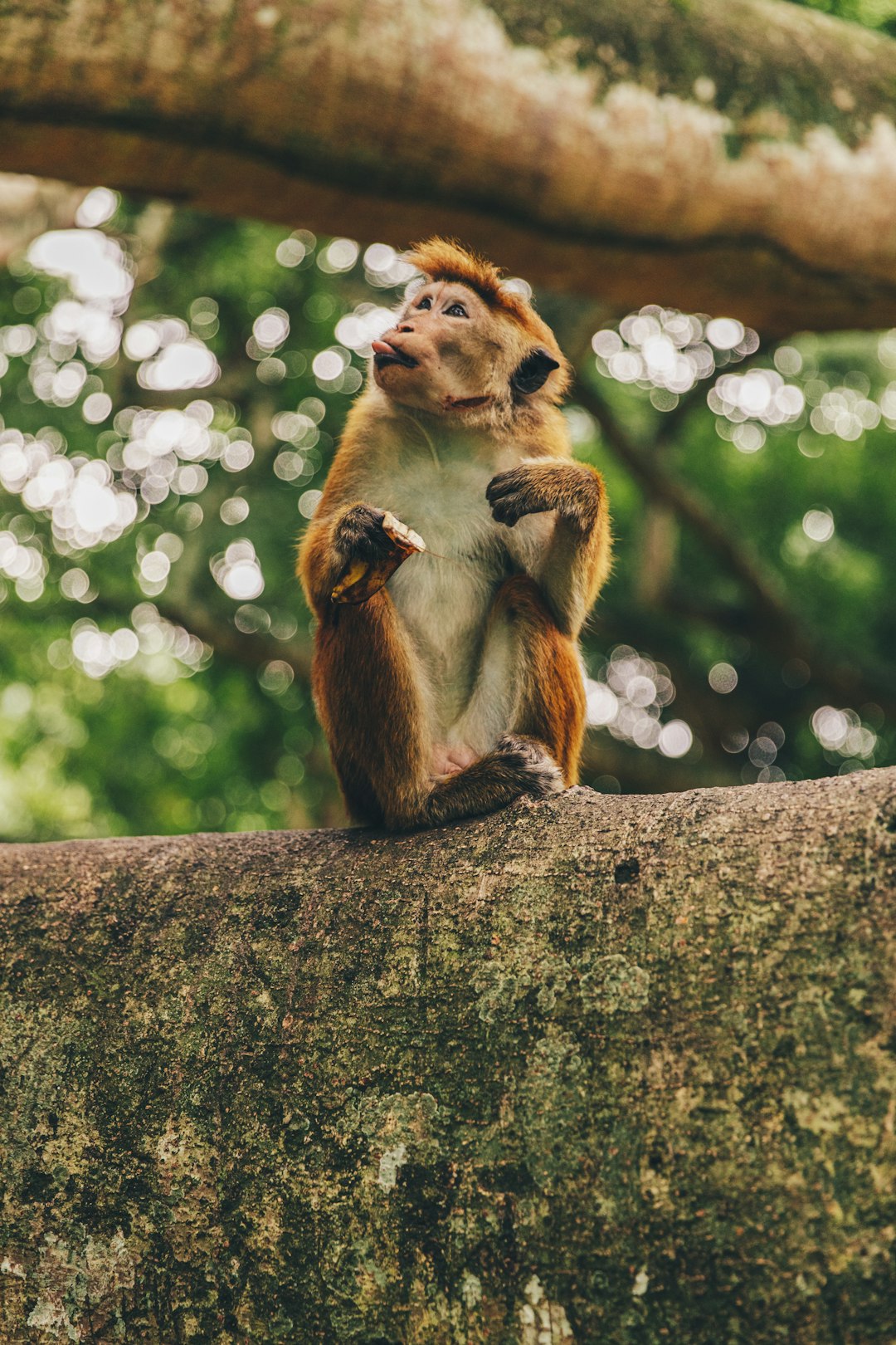 brown monkey sitting on brown tree branch during daytime