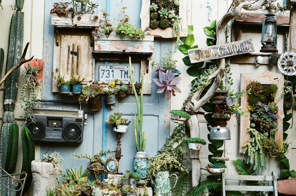 green cactus plants on brown wooden wall mounted rack