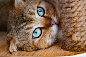 brown tabby cat lying on brown textile