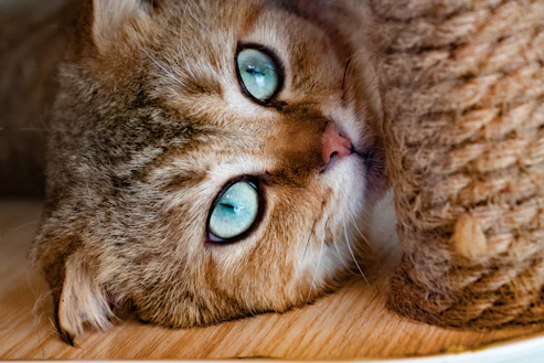 brown tabby cat lying on brown textile