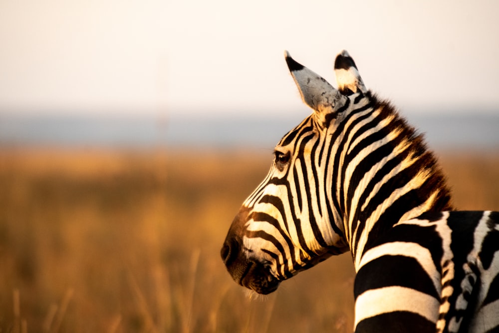 zebra standing on brown grass field during daytime