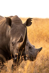 Close-up shot of a rhino in a lush green savanna under soft morning light.