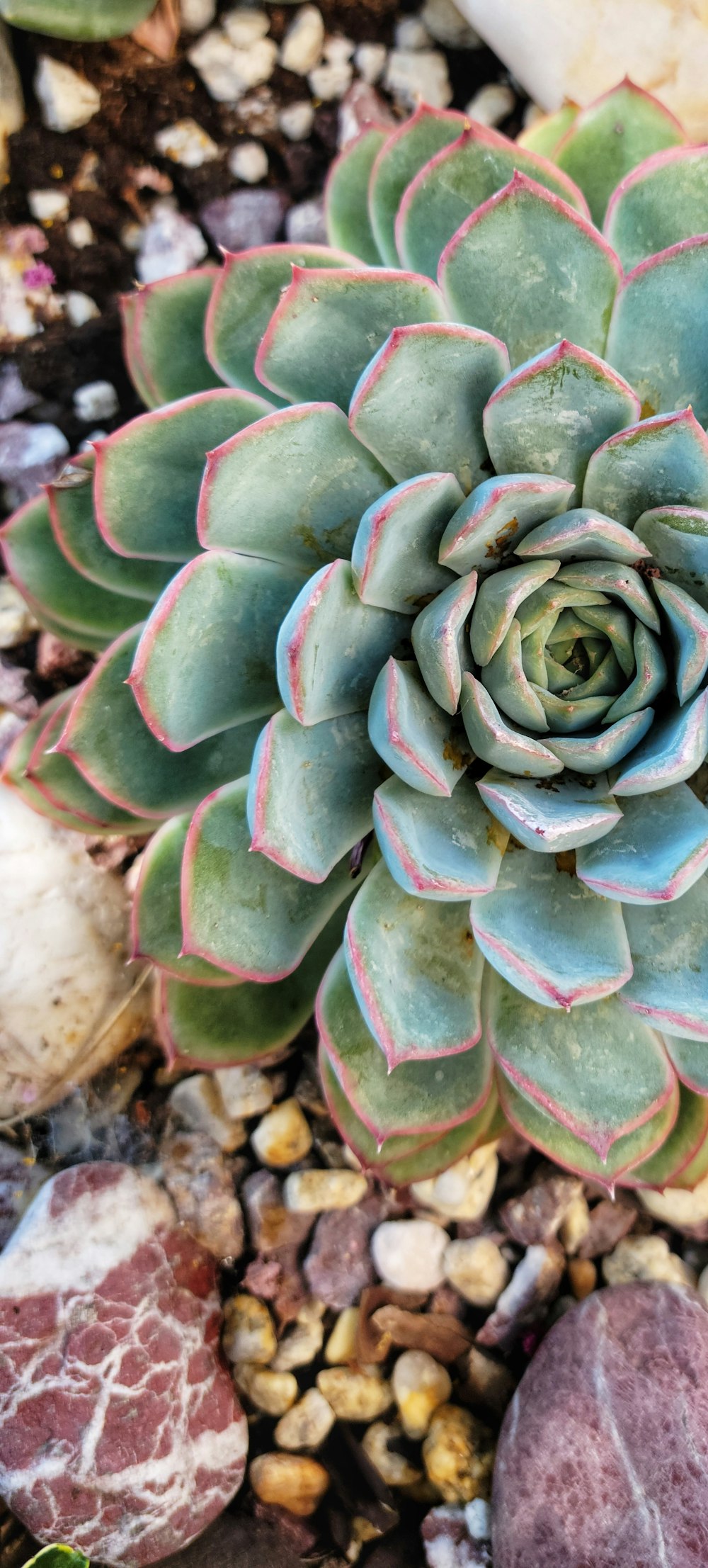 green and brown succulent plant