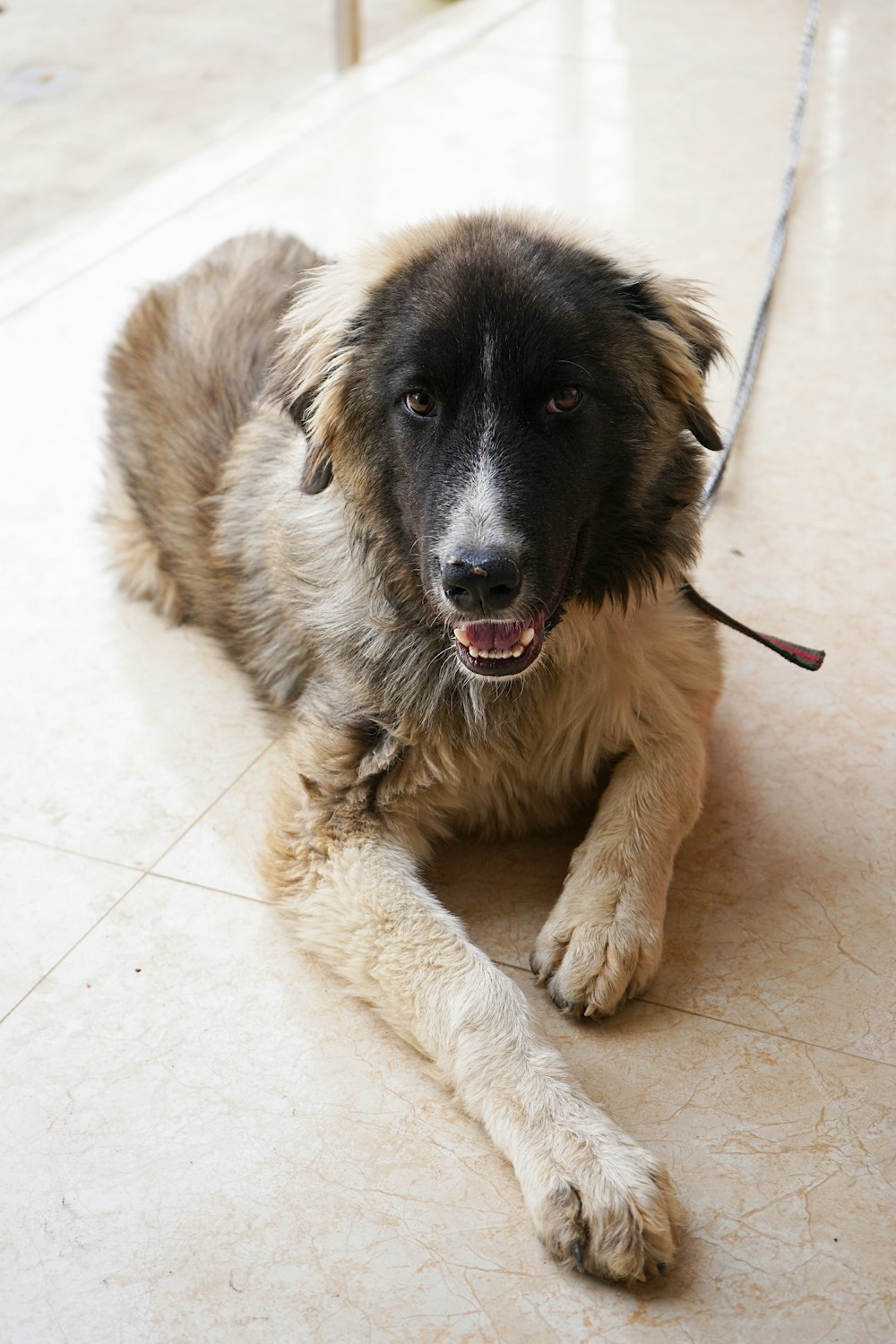 black and white long coated dog lying on white floor tiles