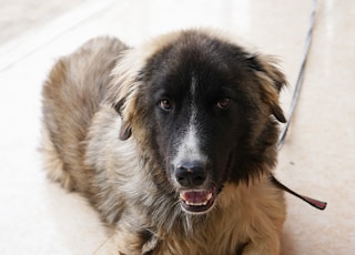 black and white long coated dog lying on white floor tiles