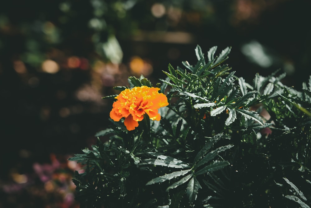 orange flower in tilt shift lens