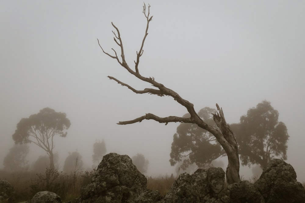 bare tree on foggy weather