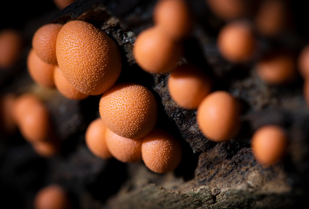 braune Pilze auf schwarzem Holz