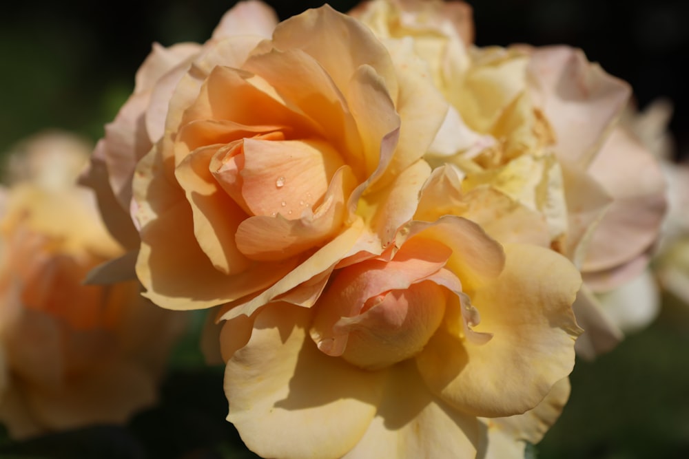 white and yellow rose in bloom close up photo