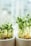 The image depicts young green sprouts growing in two white containers, with a soft, blurred background suggesting an indoor setting. The sprouts are healthy, vibrant, and reaching upward, indicating growth and vitality.