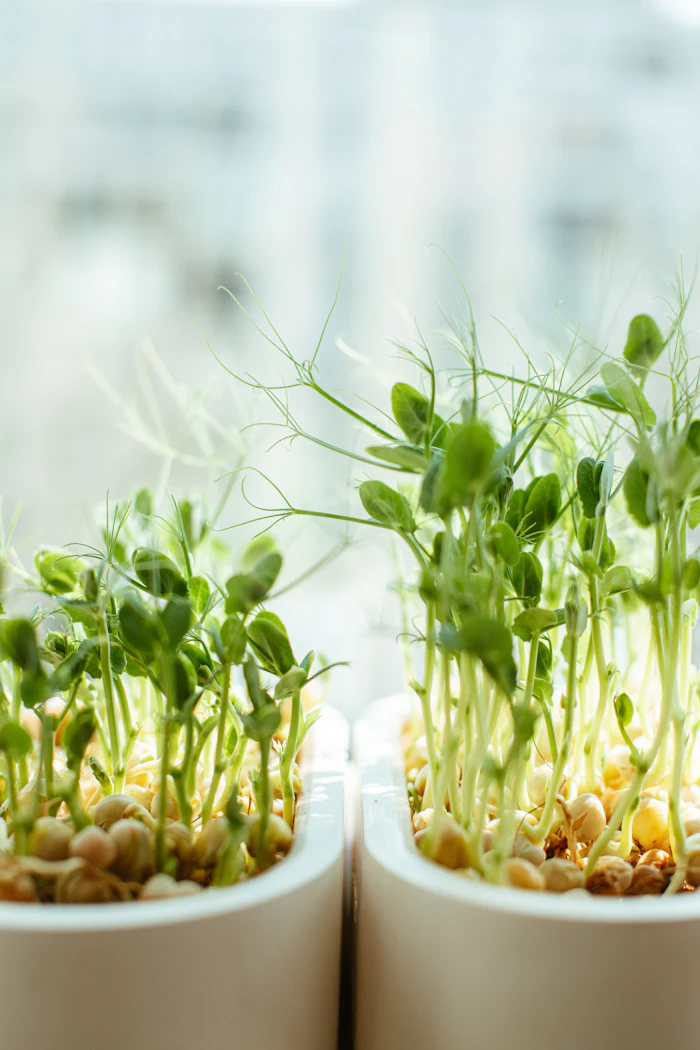 What Are Microgreens? A Simple Guide for Beginners