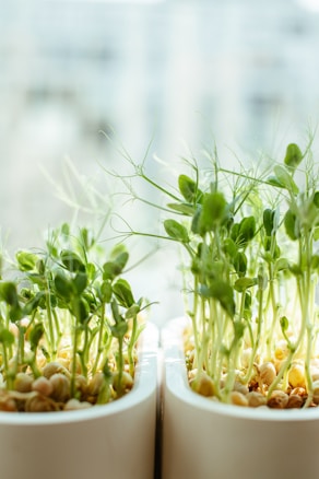 The image depicts young green sprouts growing in two white containers, with a soft, blurred background suggesting an indoor setting. The sprouts are healthy, vibrant, and reaching upward, indicating growth and vitality.
