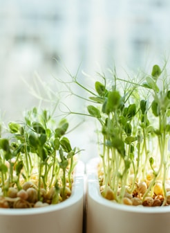 green and white flower buds