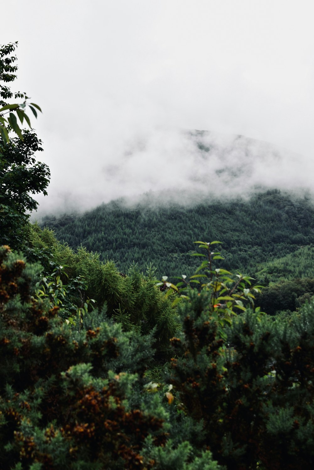 昼間の山の緑の木々