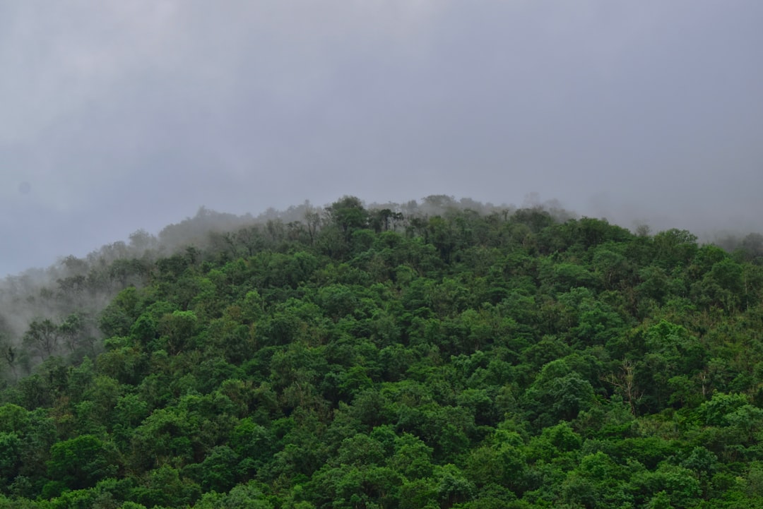 green trees under white sky during daytime