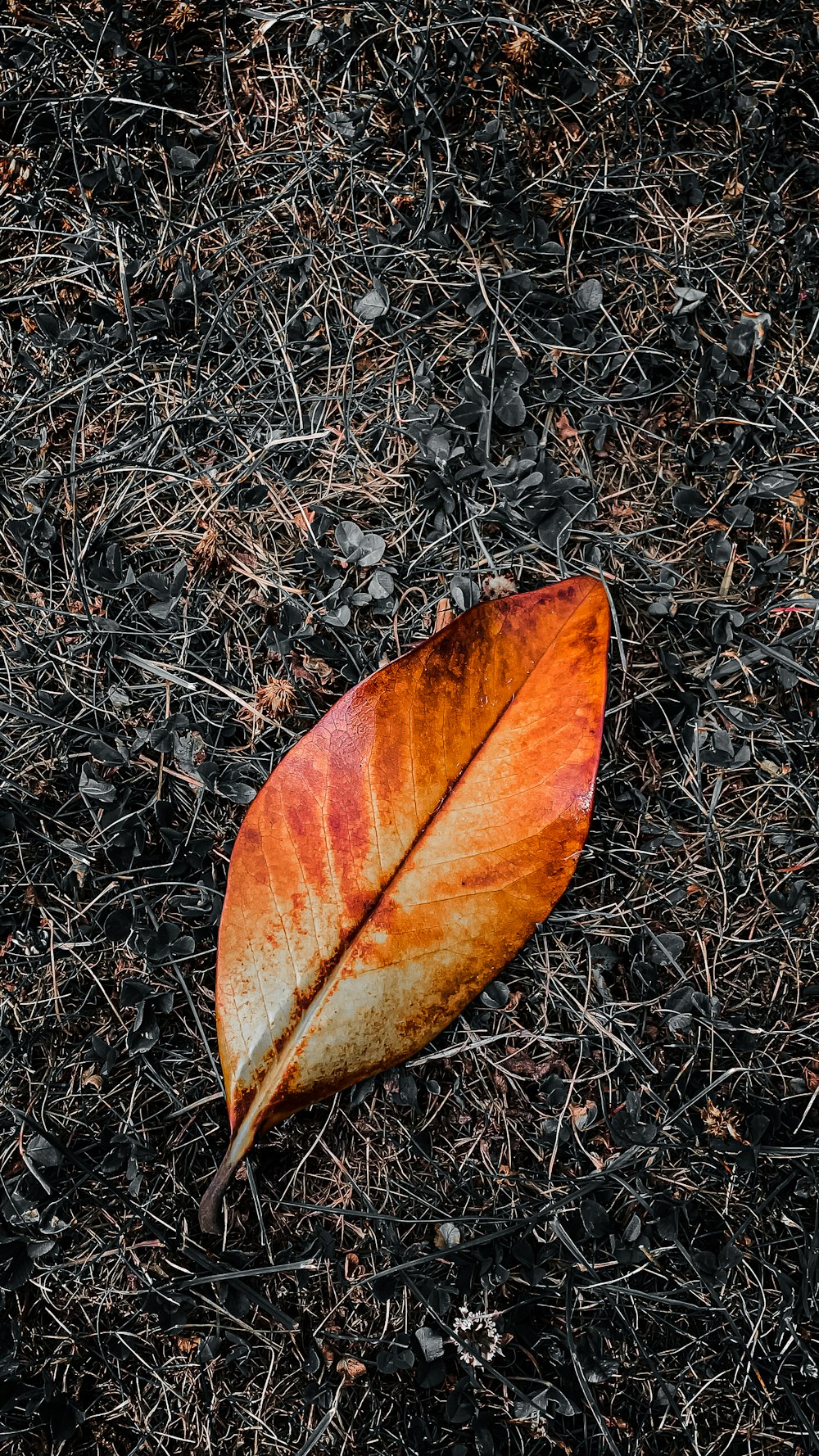 feuille brune sur sol noir et gris