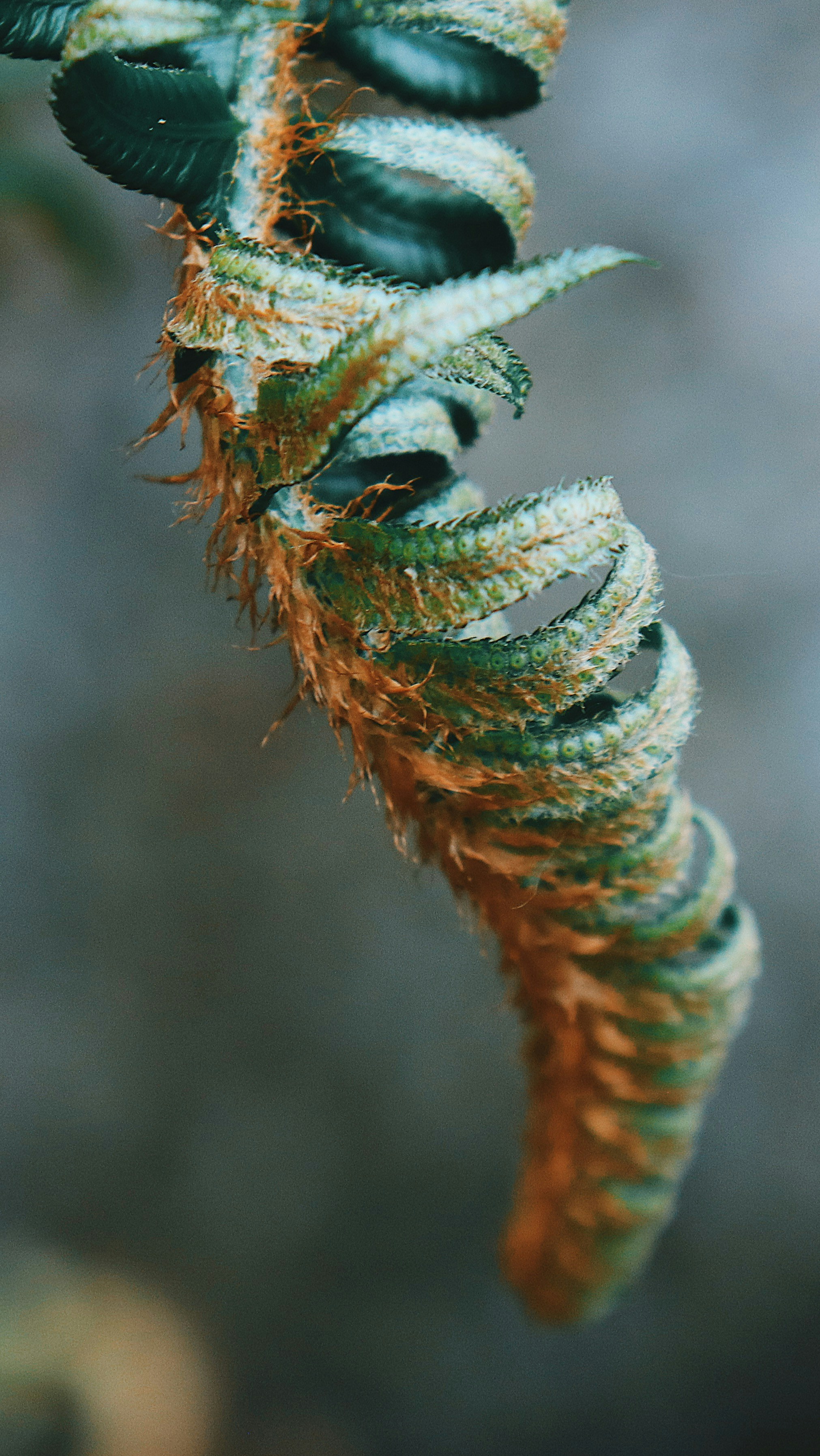 녹색과 갈색 식물 클로즈업 사진