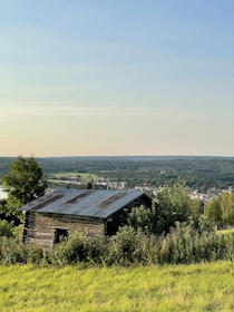 A cozy off-grid cabin surrounded by thriving gardens under a clear blue sky.