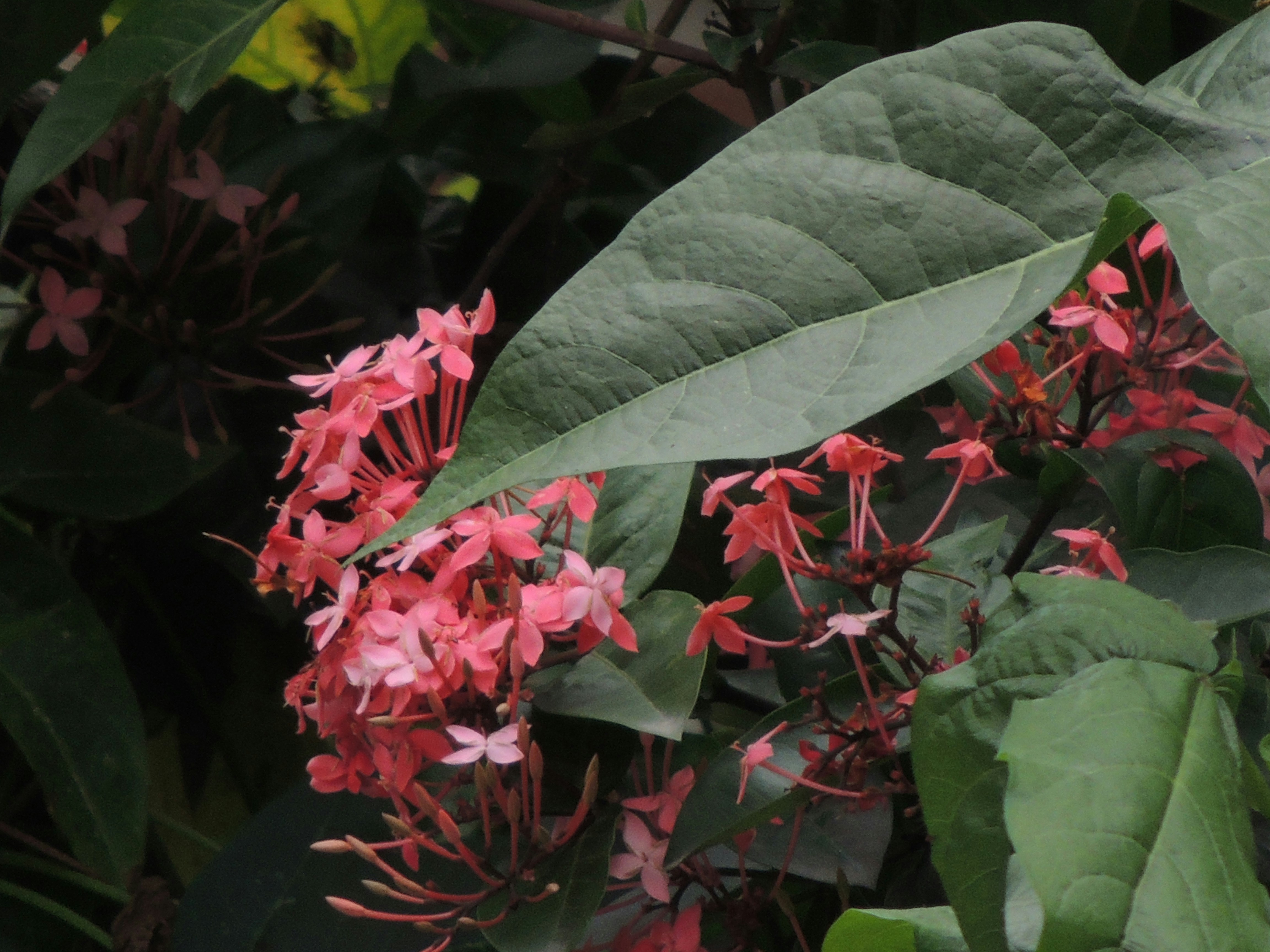 Photo by bhargavidutta528