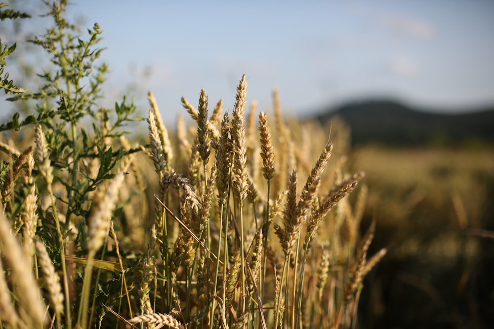 brown wheat field during daytime