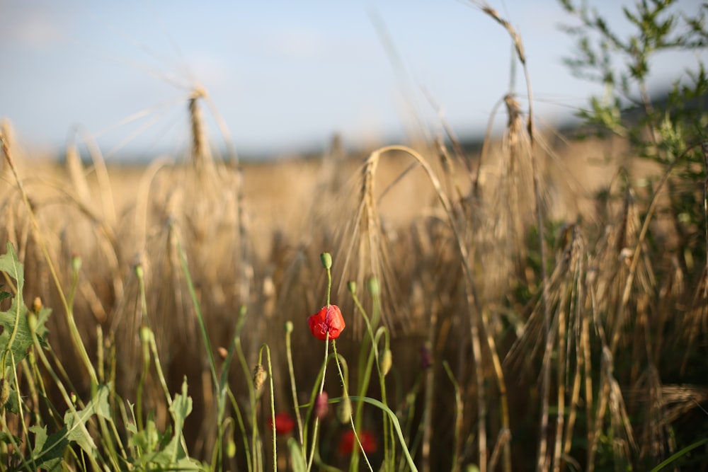 red flower in the field during daytime