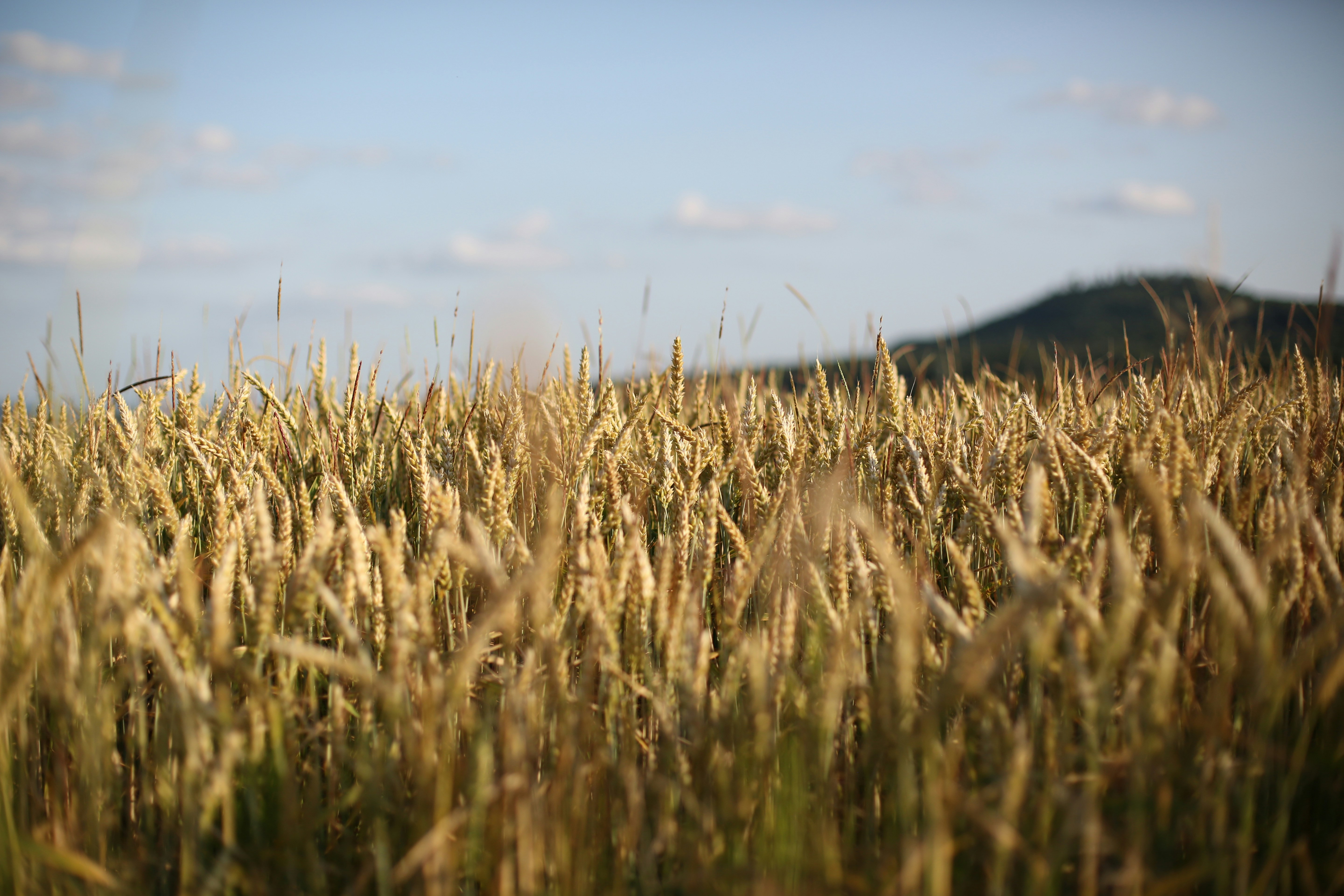 brown grass field under blue sky during daytime