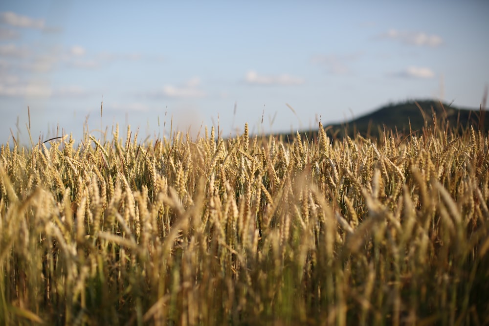 brown grass field under blue sky during daytime