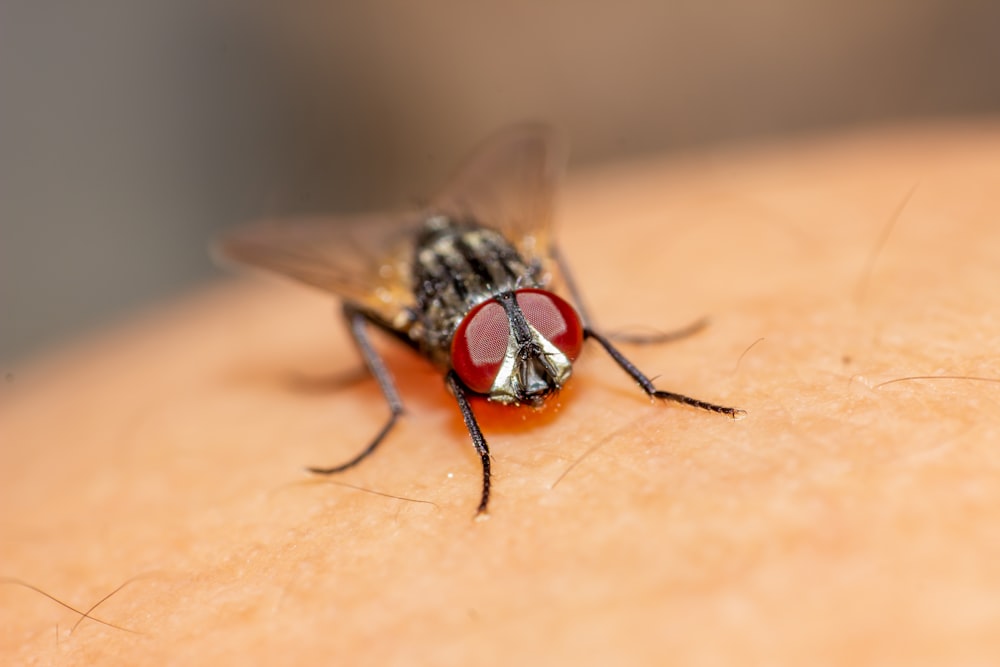 black and red fly on brown textile