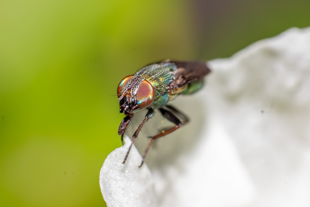 green and black fly on white textile