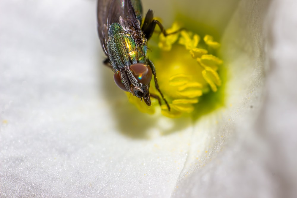 black and yellow bee on yellow flower