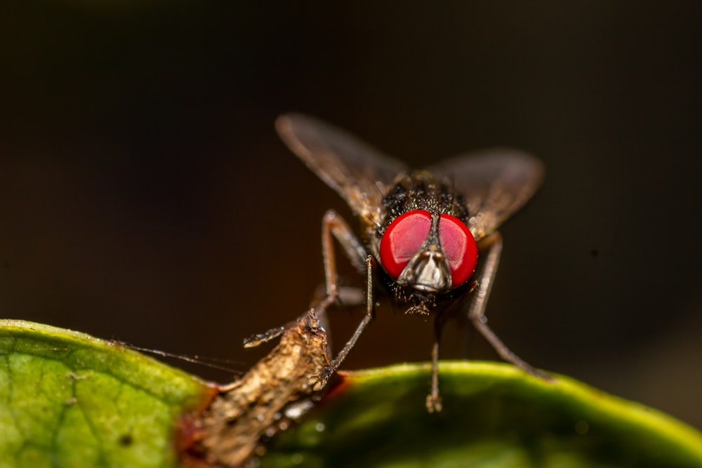 black and red fly perched on green leaf in close up photography