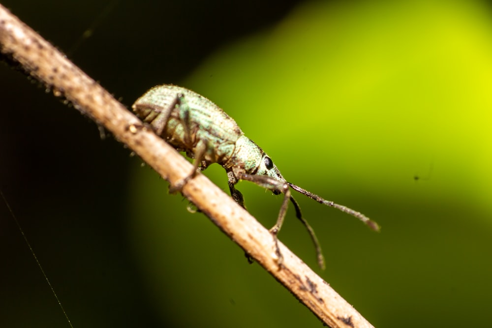 green and black insect on brown stick