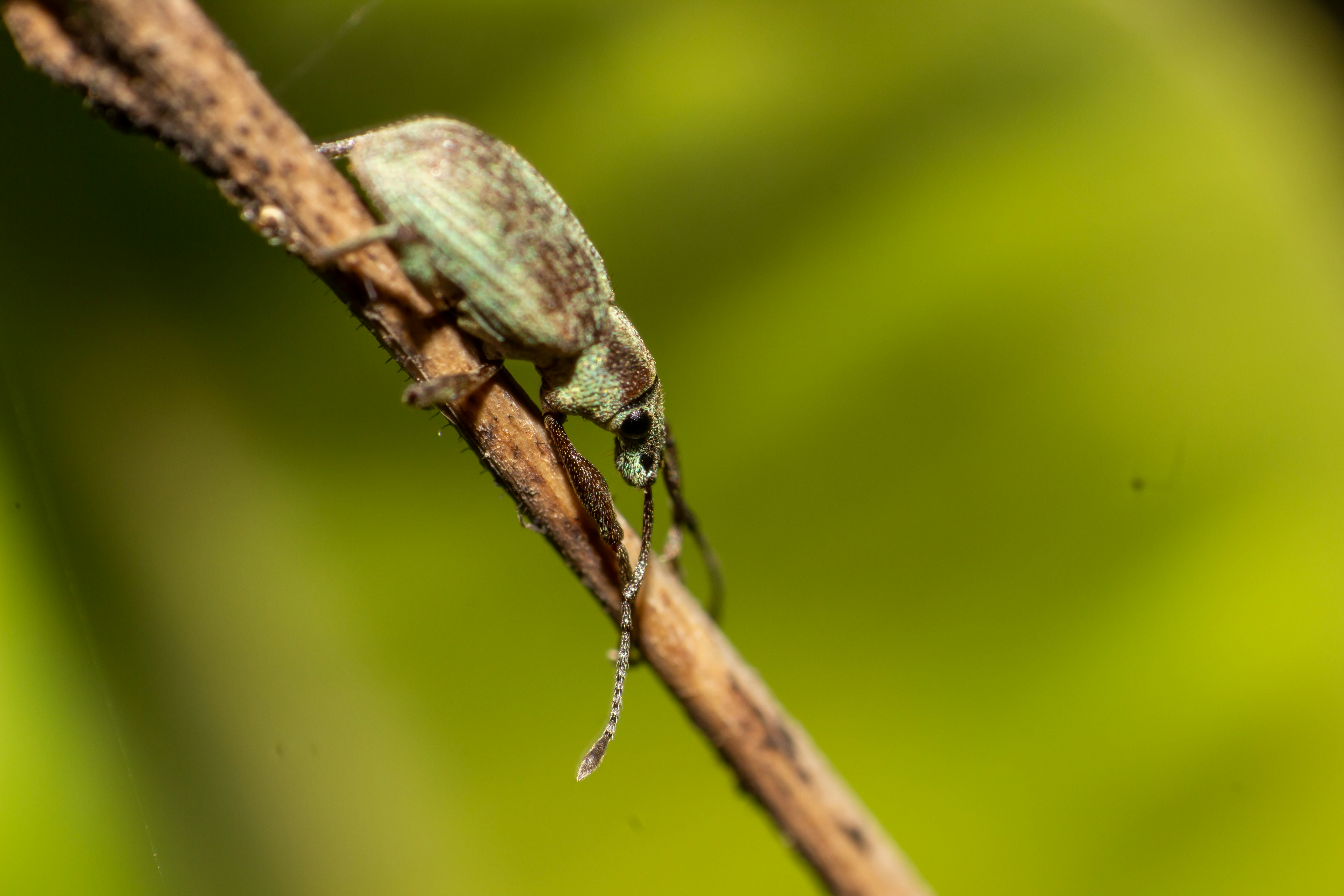 green and black insect on brown stem