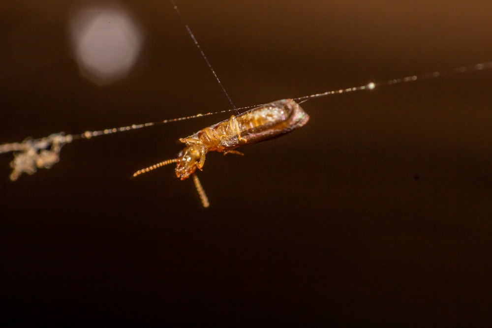 brown and black insect on web in close up photography