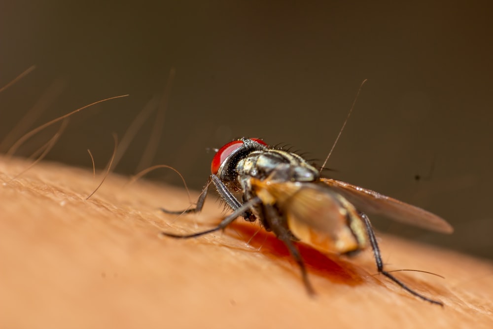 black fly on brown surface