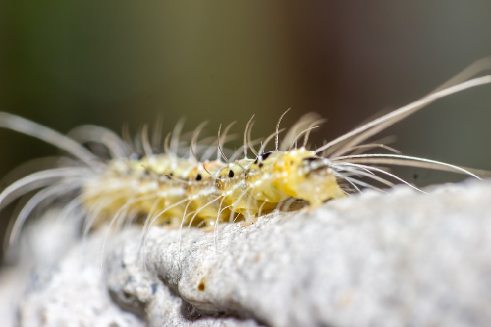 yellow and white caterpillar on white textile in close up photography