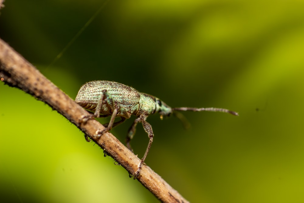 black and brown insect on green leaf