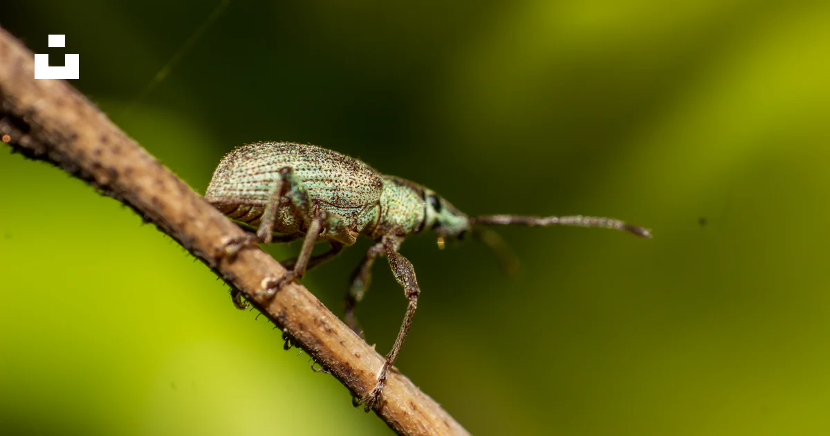 Black and brown insect on green leaf photo – Free Animal Image on Unsplash