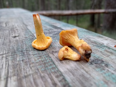 Close-up of a vibrant orange chanterelle nestled among green moss in a French forest.