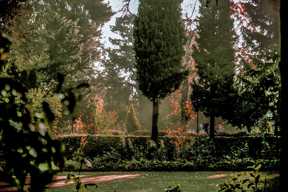 green trees on green grass field during daytime