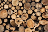 Wood drying kiln with stacked timber inside, showcasing efficient drying process