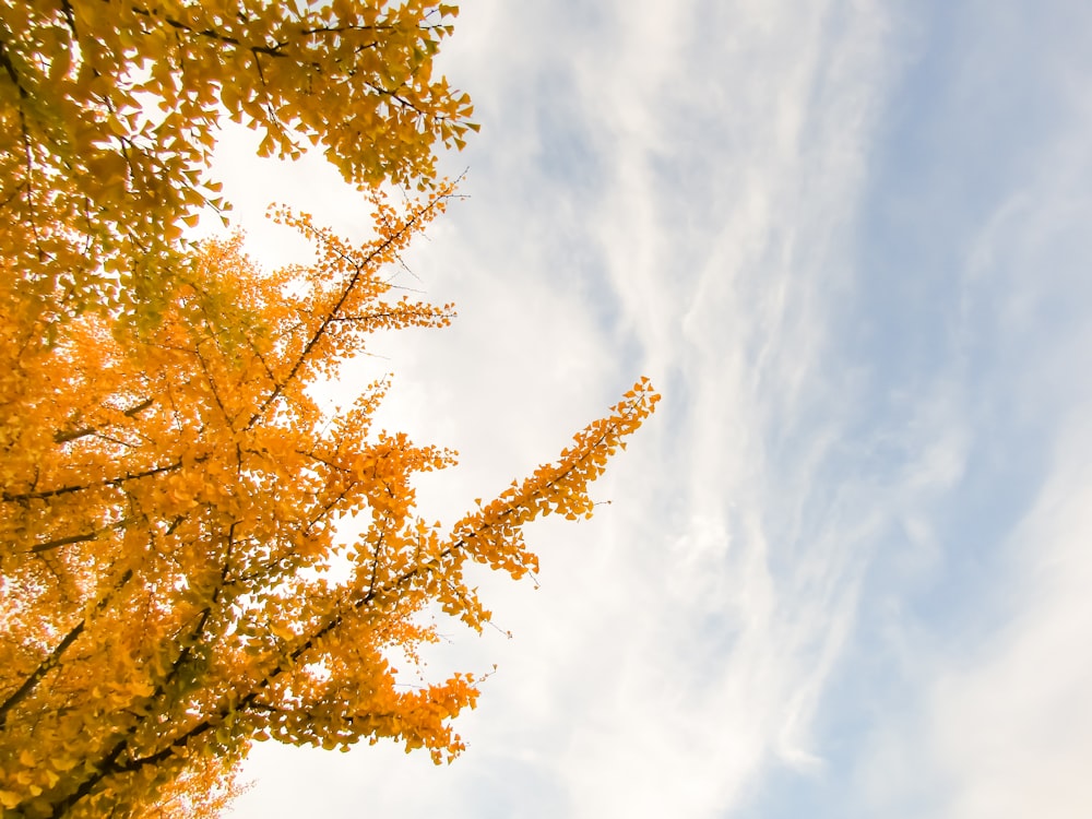 yellow leaf tree under white clouds