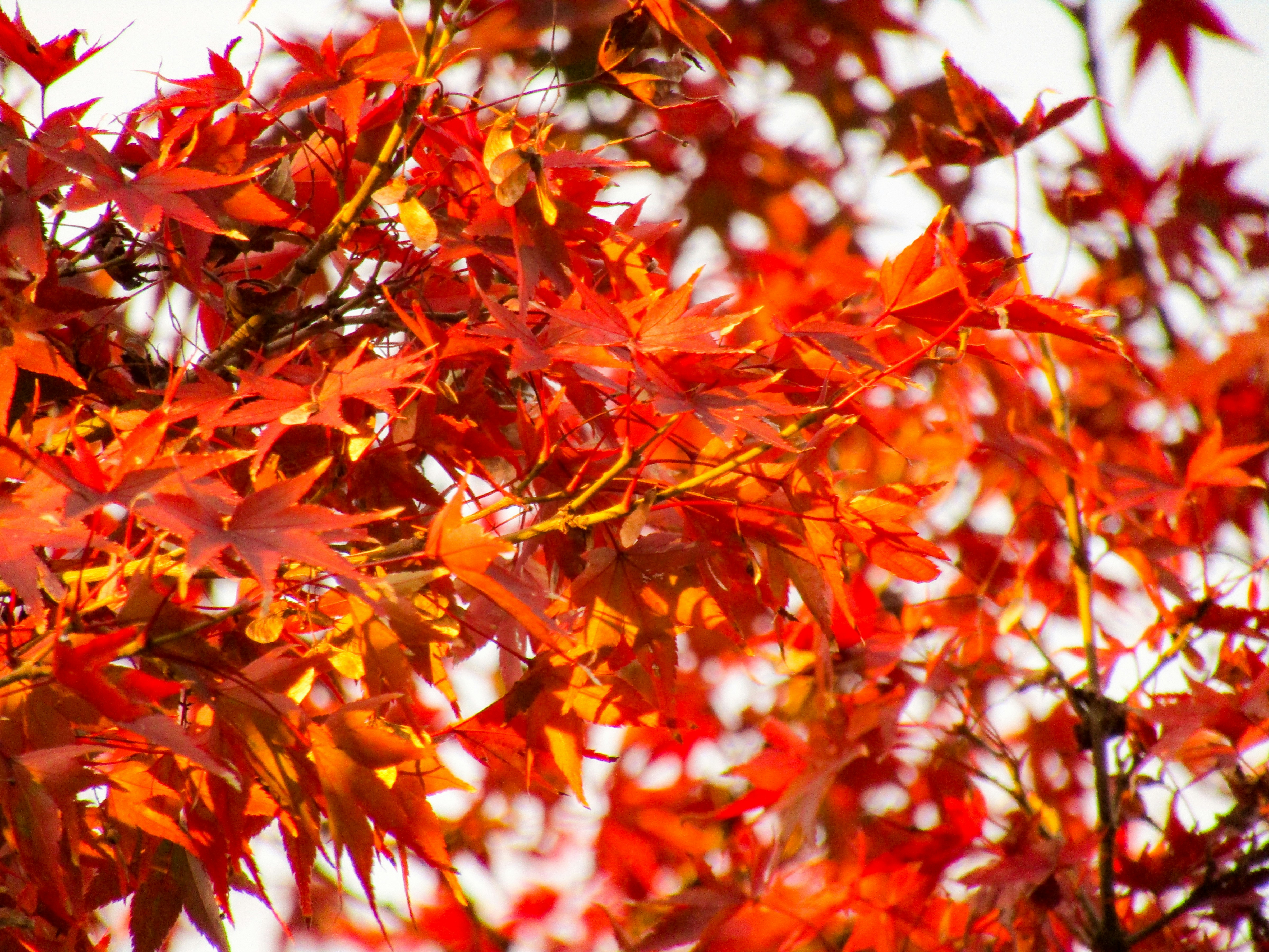 Photo by heppoko_yama