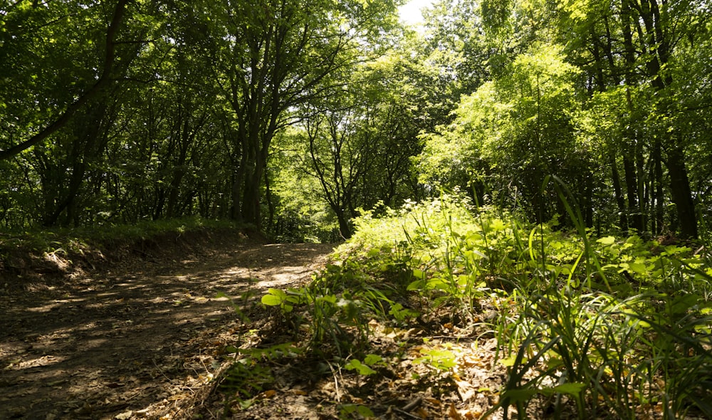 green trees and brown dirt road