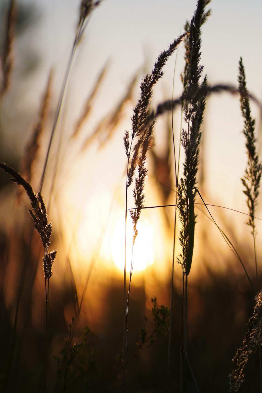 silhouette of wheat during sunset