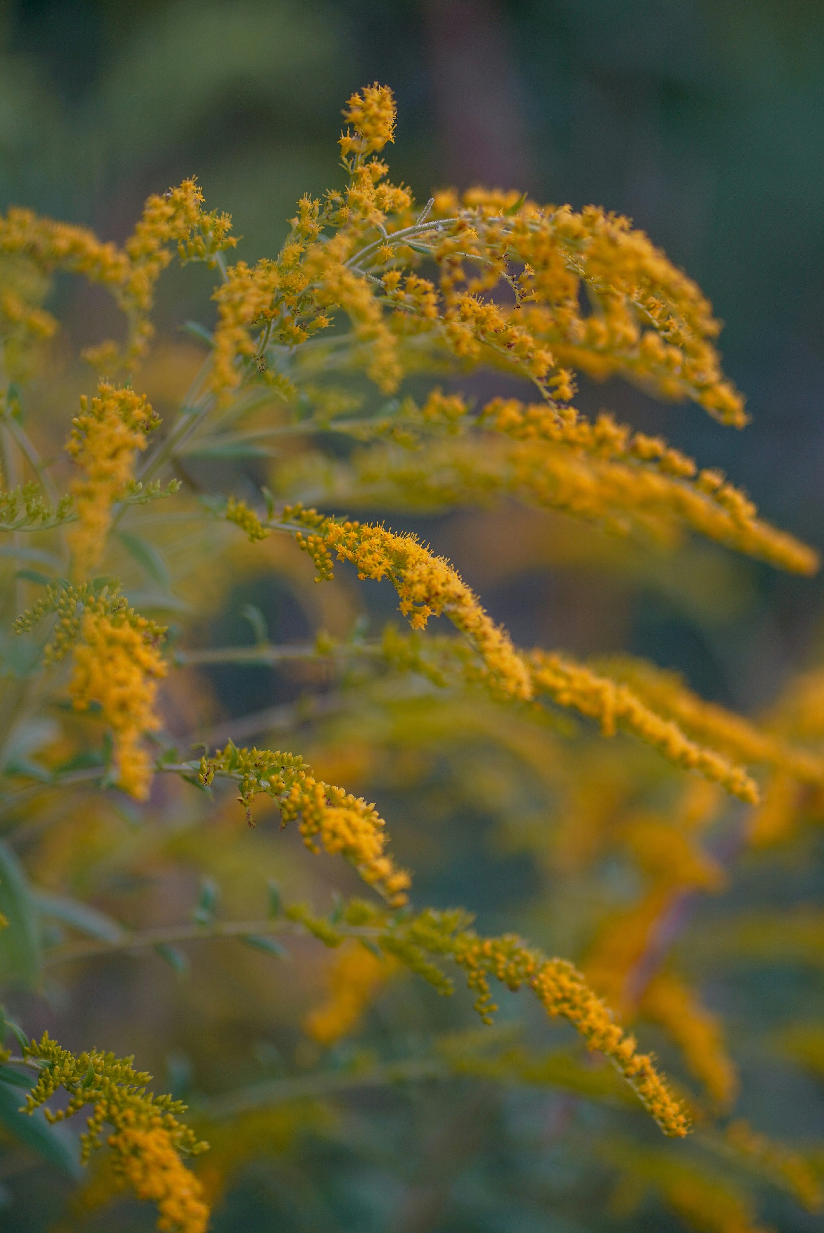 Photo by annabell_flem