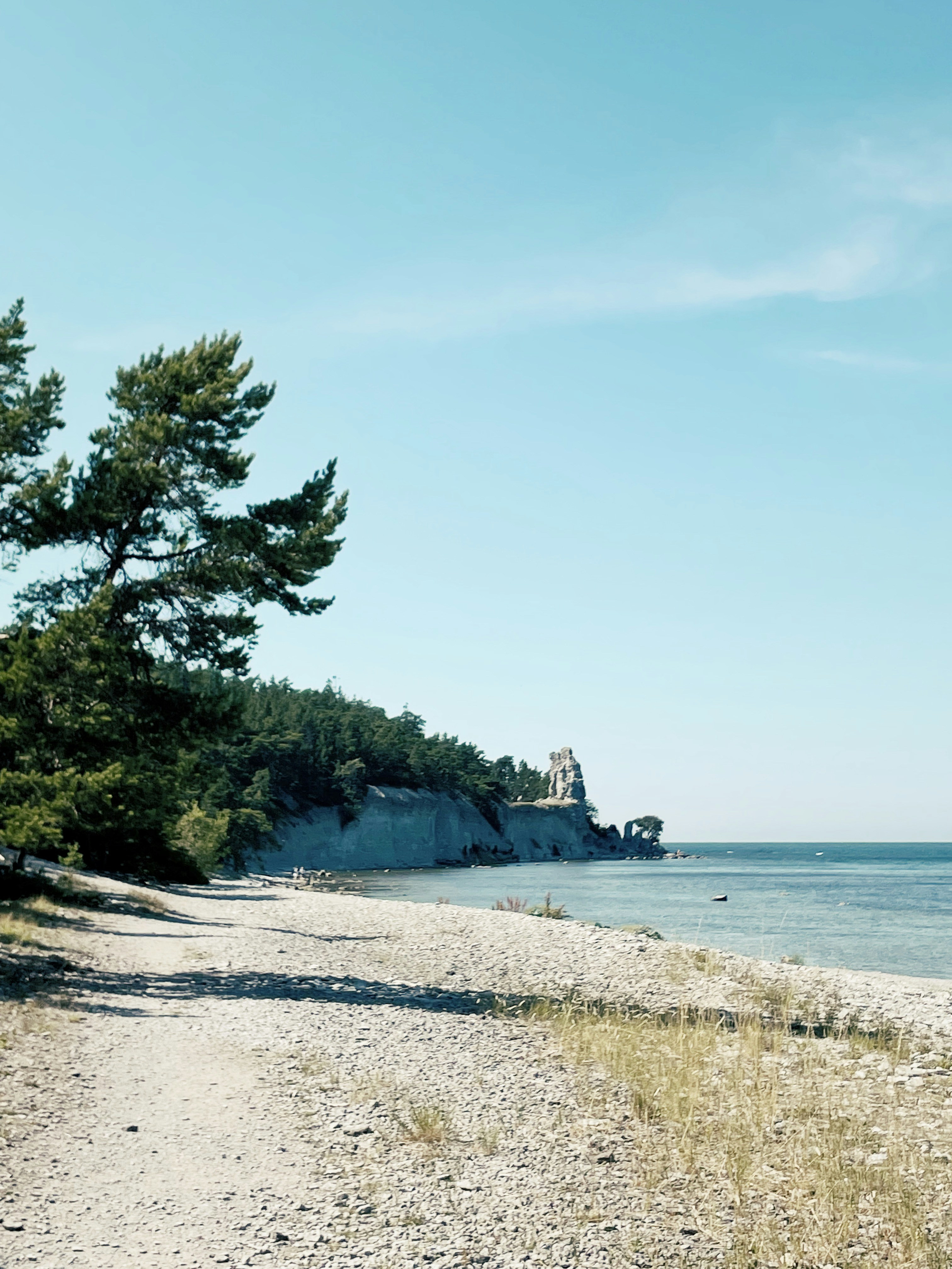 green trees on white sand beach during daytime