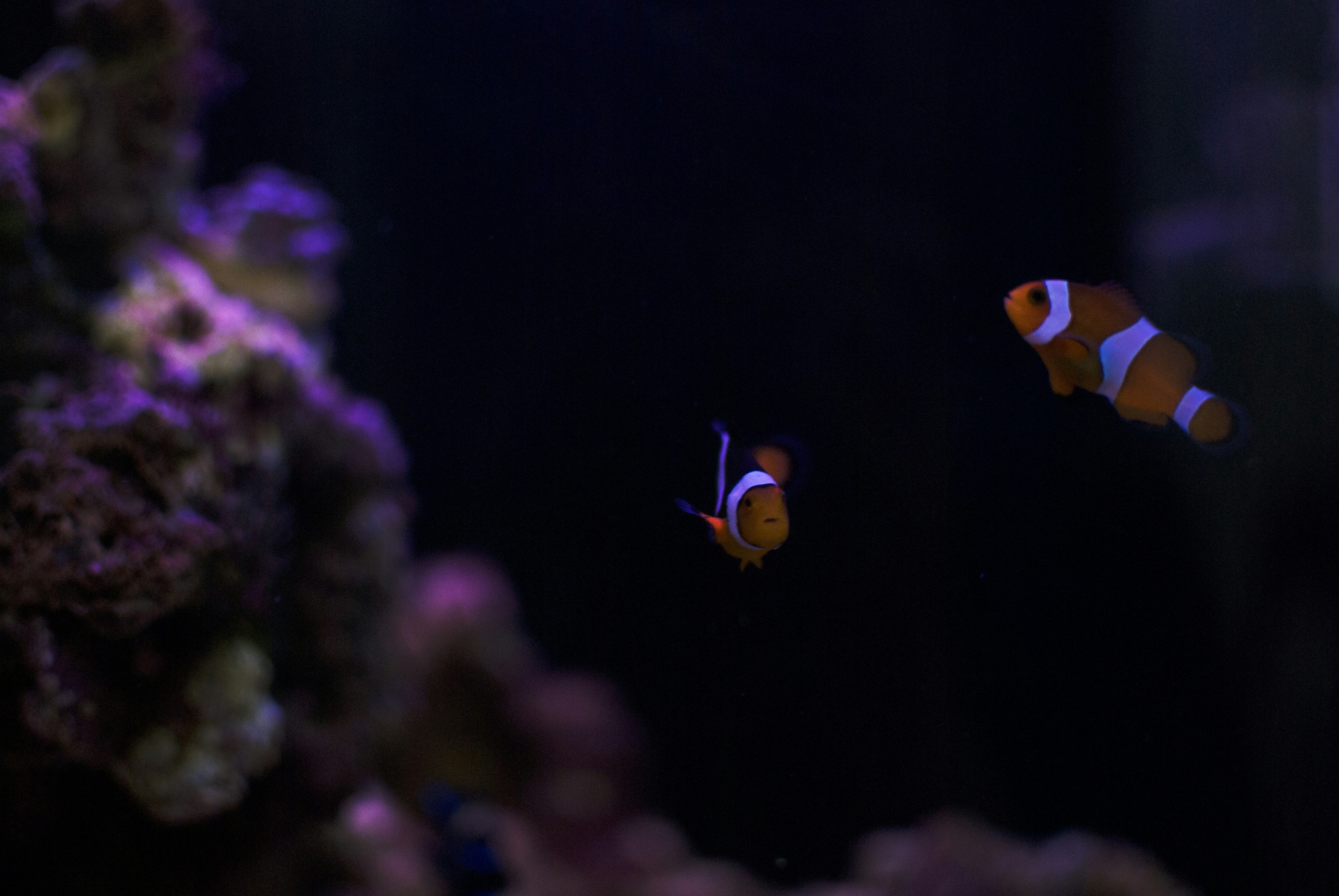 オレンジと黒のカクレクマノミの写真 Unsplashで見つける水の無料写真